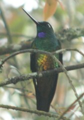 Coeligena bonapartei