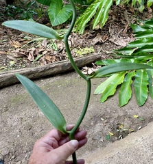 Vanilla planifolia