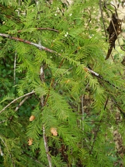 Taxodium distichum