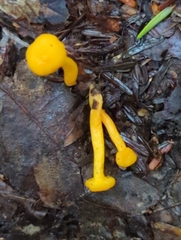 Cantharellus minor