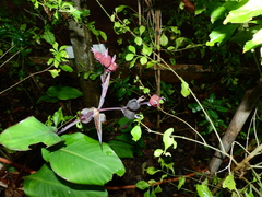 Canna indica