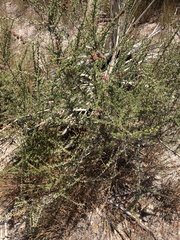 Adenostoma fasciculatum