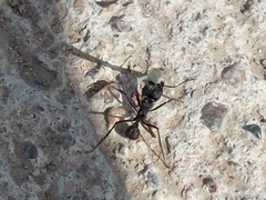 Acromyrmex