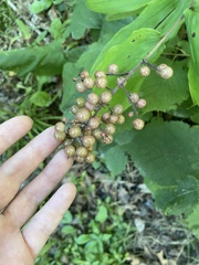 Maianthemum racemosum