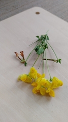 Lotus corniculatus