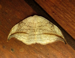 Drepana arcuata