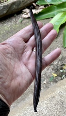Vanilla planifolia