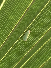 Ormenaria rufifascia