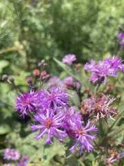 Vernonia gigantea