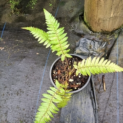 Cyatheales