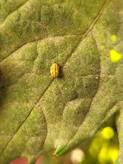 Psyllobora vigintiduopunctata