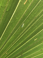 Ormenaria rufifascia