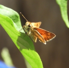 Ochlodes sylvanoides