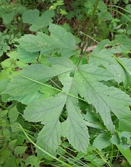 Heracleum moellendorffii