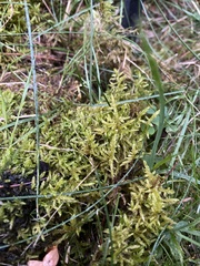 Pleurozium schreberi