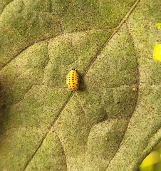 Psyllobora vigintiduopunctata