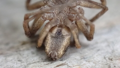 Philodromus aureolus