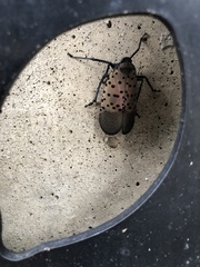 Lycorma delicatula
