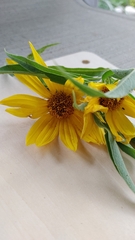Helianthus pauciflorus