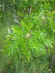 Pistacia chinensis