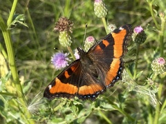 Aglais milberti