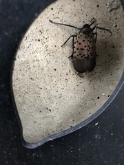 Lycorma delicatula