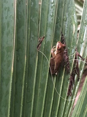 Osteopilus septentrionalis