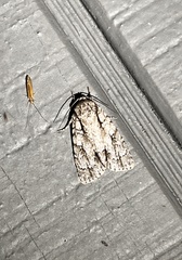 Acronicta retardata