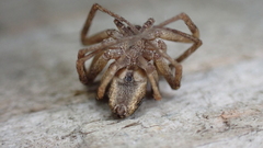 Philodromus aureolus