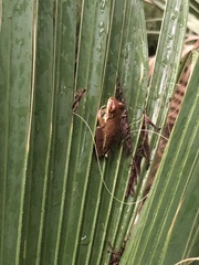 Osteopilus septentrionalis