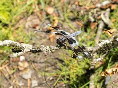 Libellula forensis