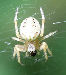 Neoscona arabesca