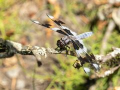 Libellula forensis