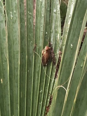 Osteopilus septentrionalis
