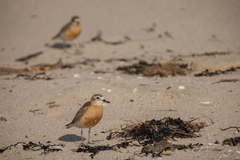 Charadrius obscurus aquilonius
