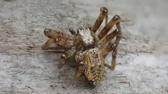 Philodromus aureolus