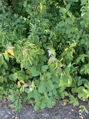 Vincetoxicum rossicum