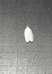 Antaeotricha albulella