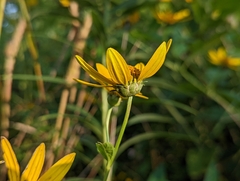 Heliopsis helianthoides