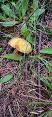 Suillus americanus