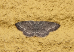 Cyclophora