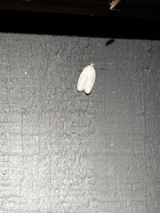 Antaeotricha albulella