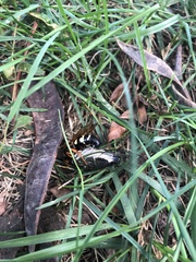 Sphecius speciosus