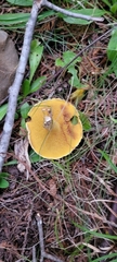 Suillus americanus