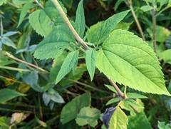 Heliopsis helianthoides