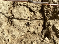 Maratus griseus