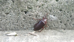 Prionus coriarius