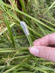 Lophocampa caryae