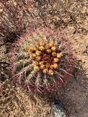 Ferocactus viridescens