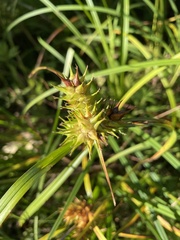 Carex lupulina